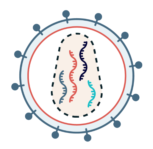 FlashRNA particle schema