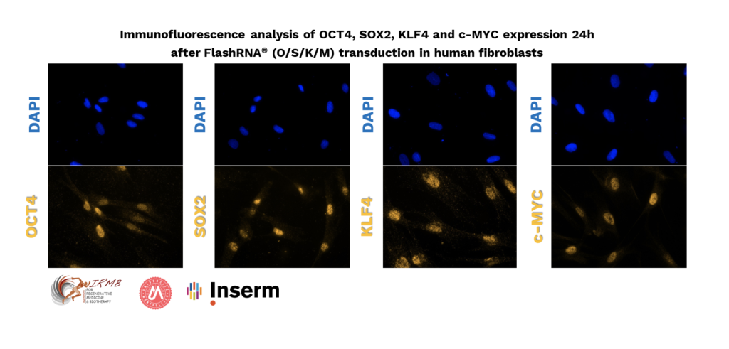 immunofluorescence analysis of reprogramming factors in fibroblasts