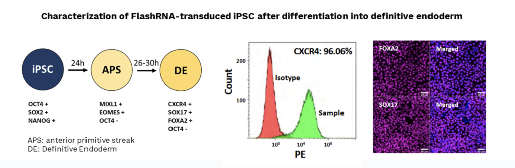 FlashRNA transduced iPSC